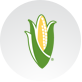 Corn Icon